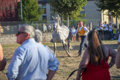 magia-caballo-bembibre-2026-16