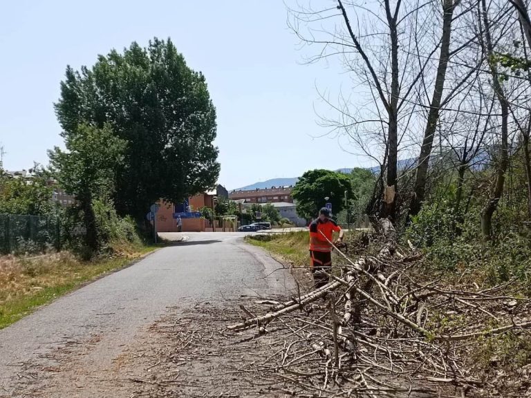 Árbol caído Camino Carrizales