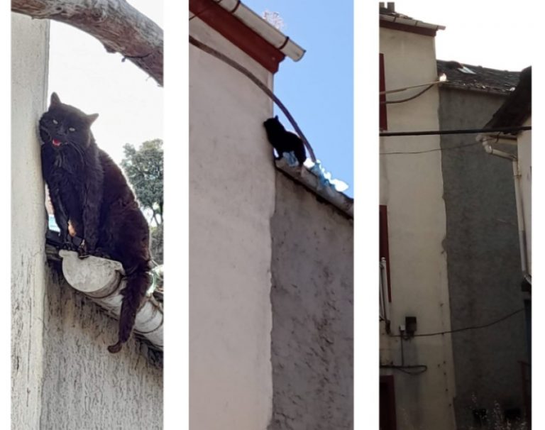 gato subido en un tejado