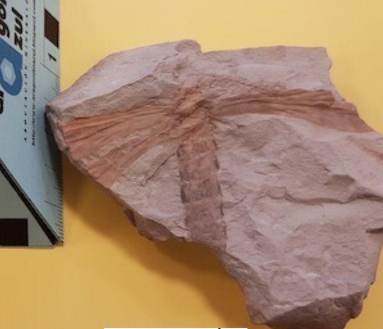 Aragonito Azul insecto carbonífero