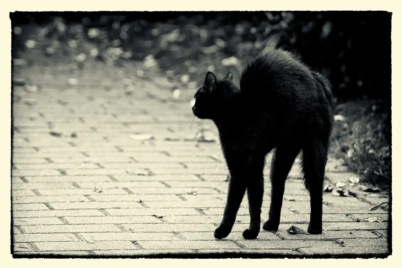 Gato negro superstición martes 13